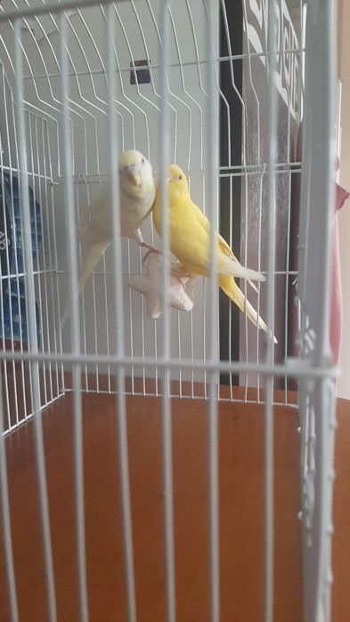 продам красивых попугаев