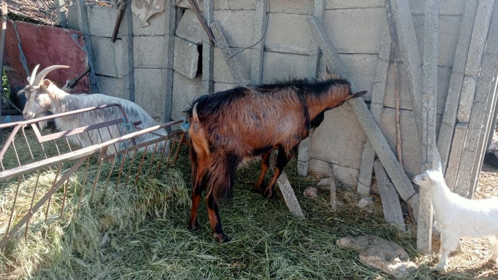 Vând țap alpin tânăr