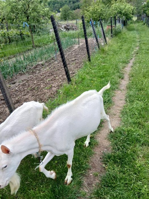 Vand tap Saanen, varsta 2 ani si jumatate