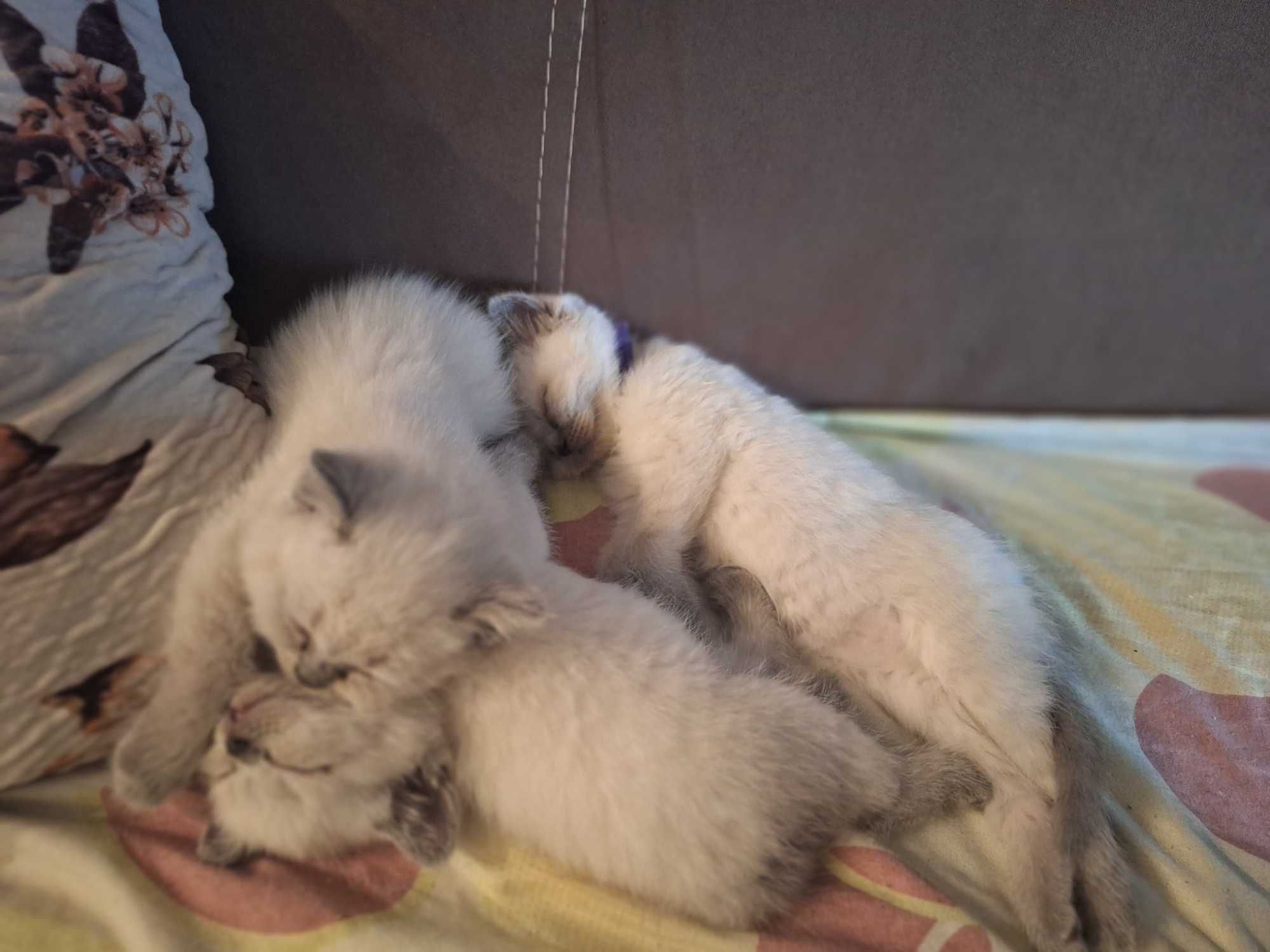 Шотландско колърпойнт момиченце