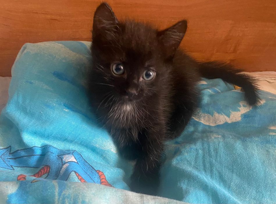 отдам котенка мальчика