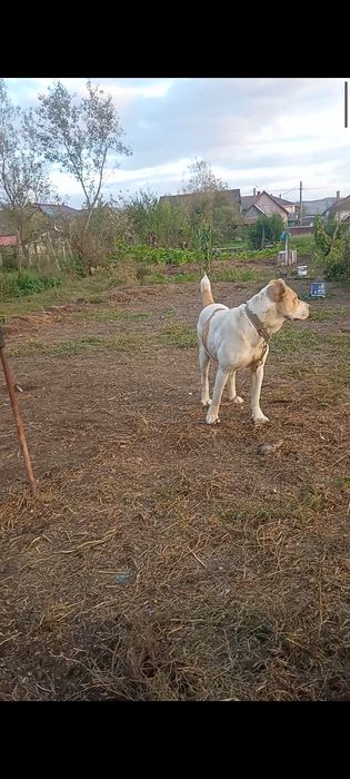 Ciobanesc de asia Centrală