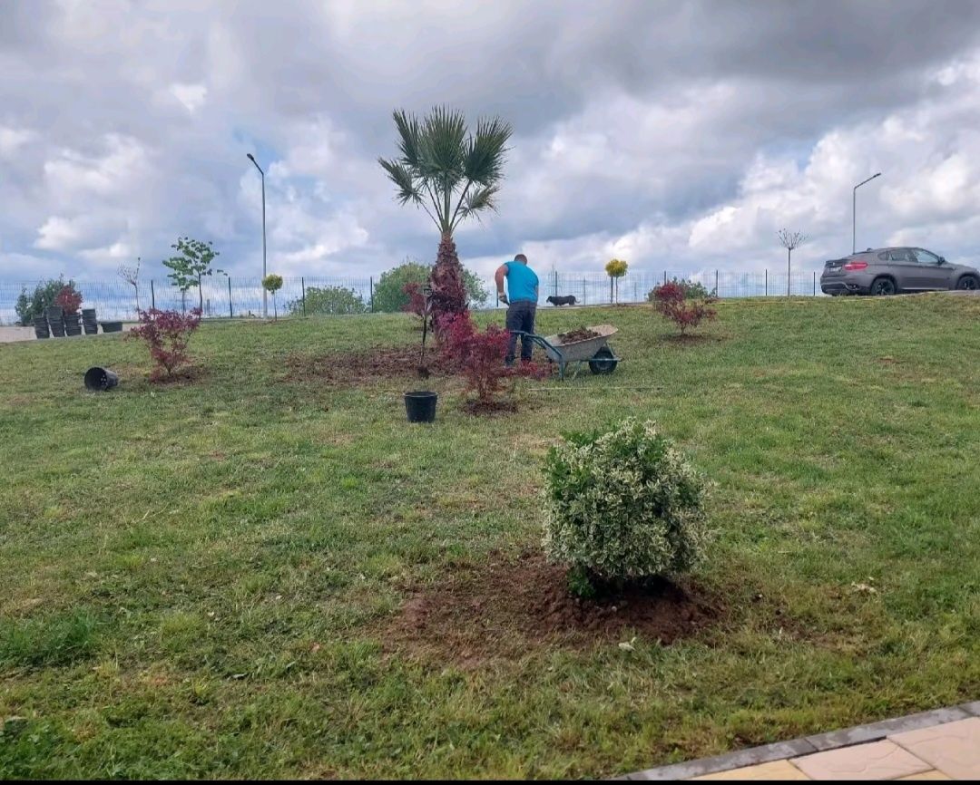 Leylandii gard viu verde veșnic natural, plante ornamentale, gazon