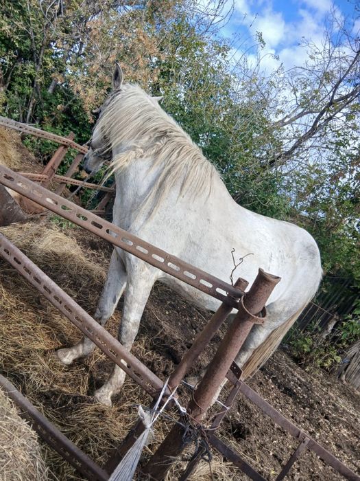 Кобыла жеребая.