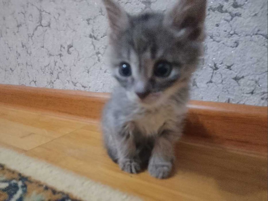 кот бесплатно мальенкий отдам в добрые руки