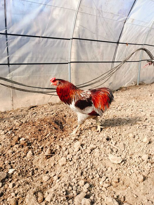 Cocos Araucana deosebit