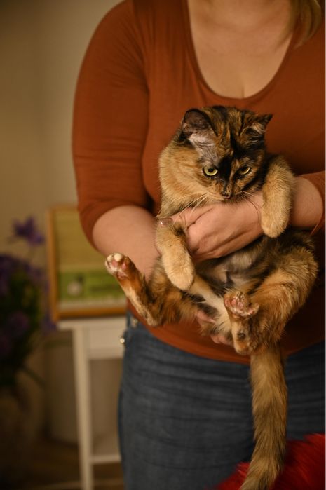 Кошечка Тиффани ищет семью. Стерилизована