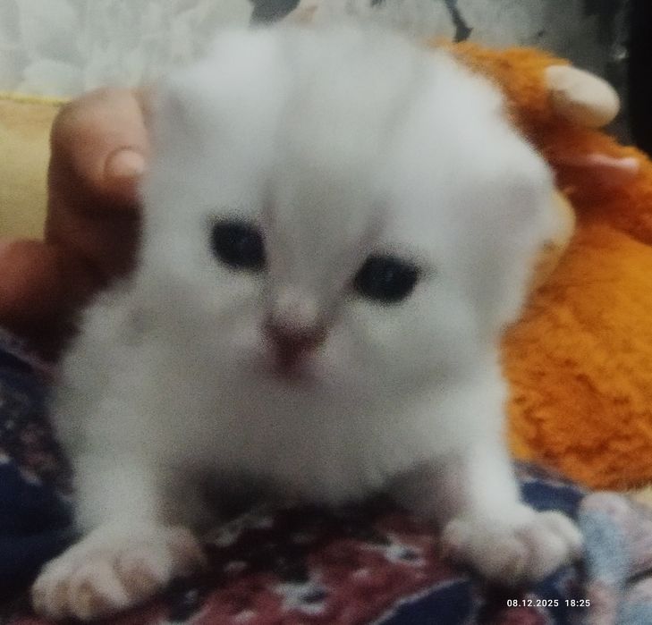 Готовяться к продаже котята золотая шиншилла