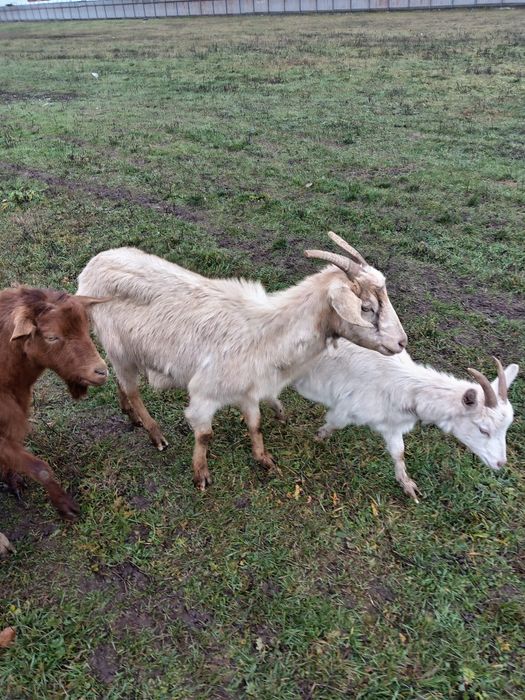 Vand capre bune de lapte a fata