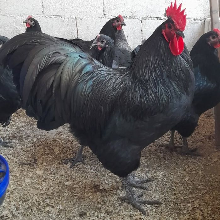 Австролорп жұмыртқасын сатамын