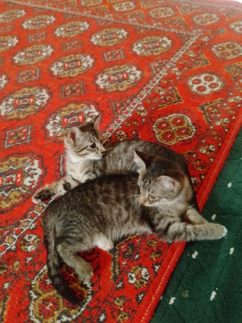 Mushukchalar beriladi mushuk sevar insonlarga