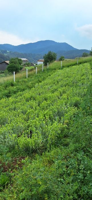 Чай Мурсалски Чай