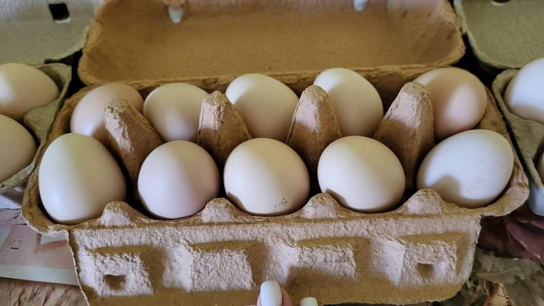 Ouă proaspete de țară din găini crescute în libertate de vânzare 1.20