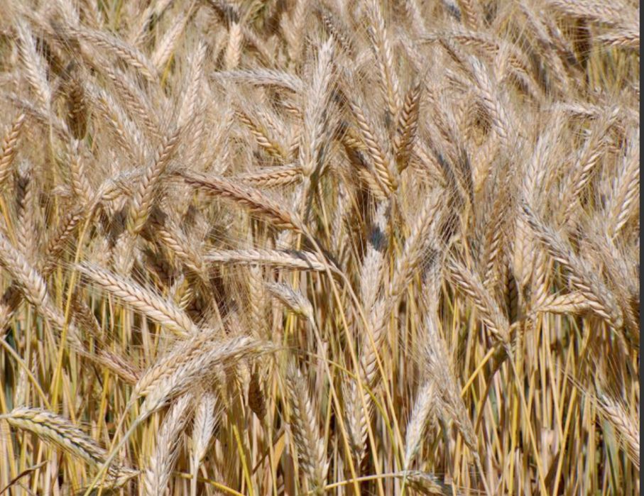 Triticale productie 2025
