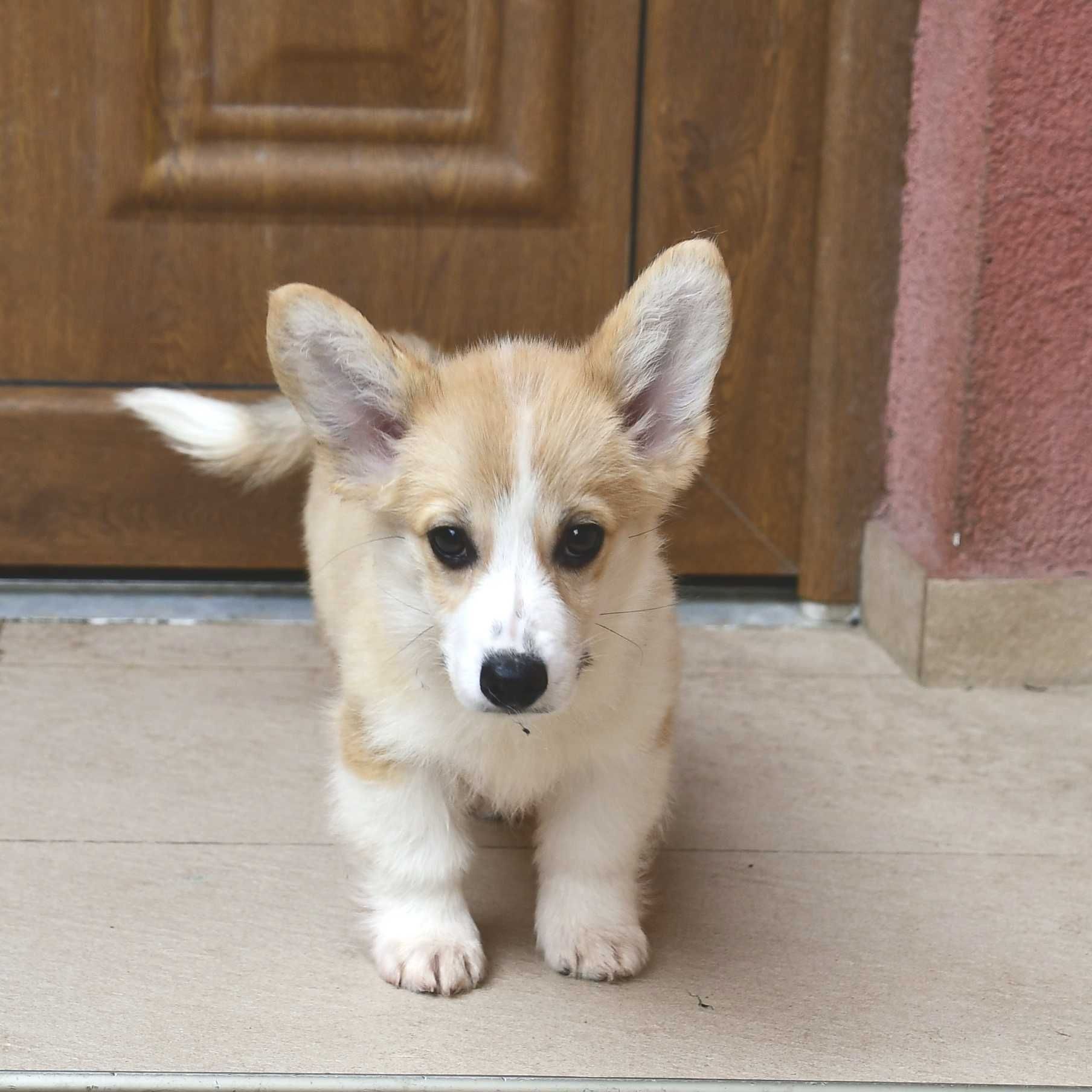 Descoperă Perfecțiunea! Femelă Corgi de Excepție Disponibilă Acum