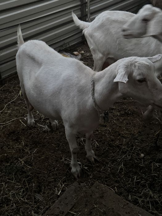 Сұтті ешкі сатылады