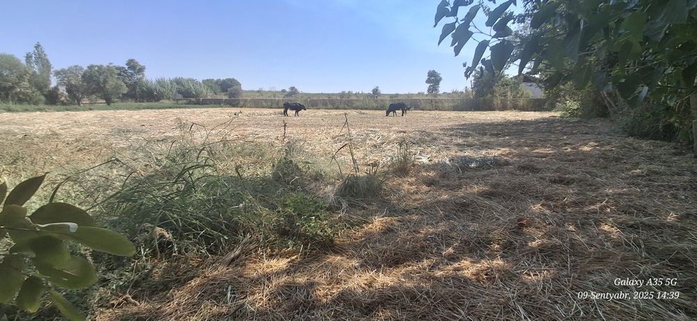 Уй сотаман томарқали