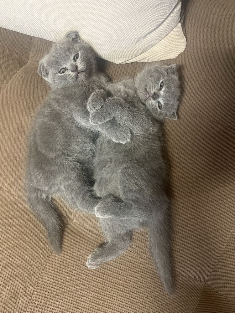 Клепоухи британки