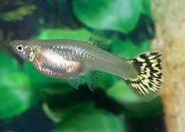 Guppy (gupi akvarium baliqlari ) baliqlari