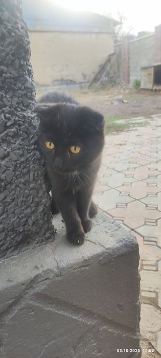 Котёнок ищет дом , примн 3 месяцев.