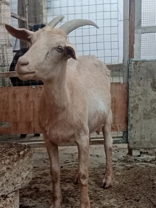 4 парод ешкы бар