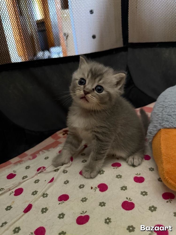 Котята британци Шиншиллы