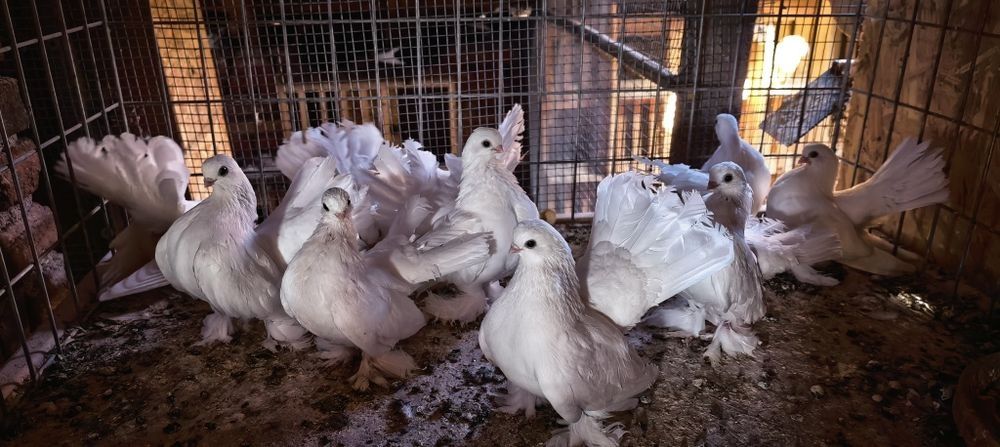 Гълъби за продажба 10бр
