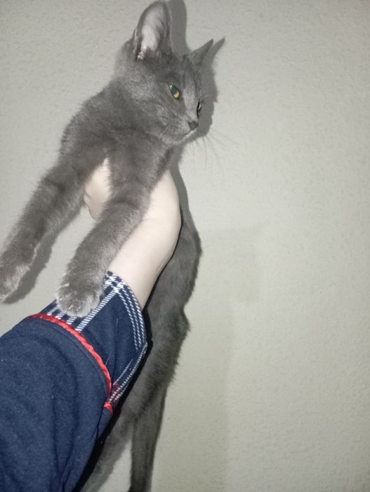 Домашняя кошка на хорошие руки