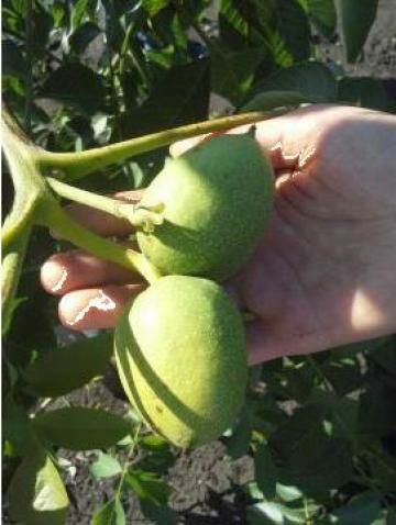 Pomi Fructiferi  nuc marele moldovenesc