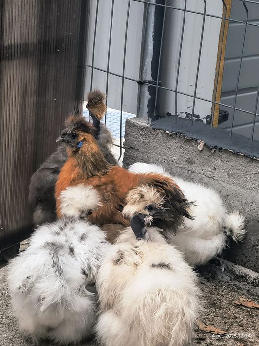 Gaini mătasea Japoneza