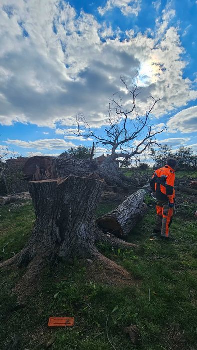Рязане на опасни дървета с автовишка