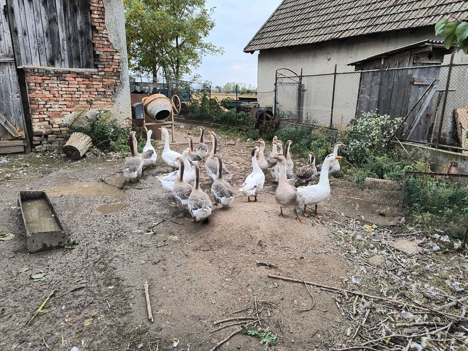 Vând Gâște 150lei/bucată