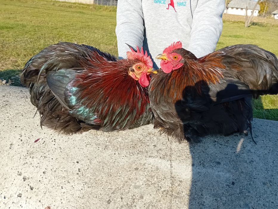 Vând  cocoș cochinchina pitic de anul acesta