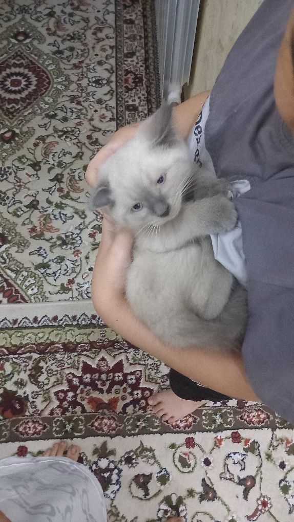 Кошка скотиш страйт и сиамски