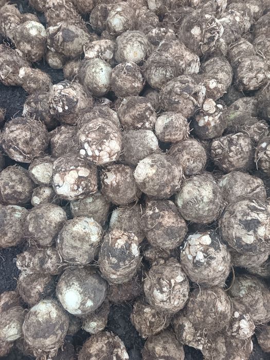 Țelină de radacina