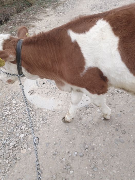 Vând junica bălțată Românească