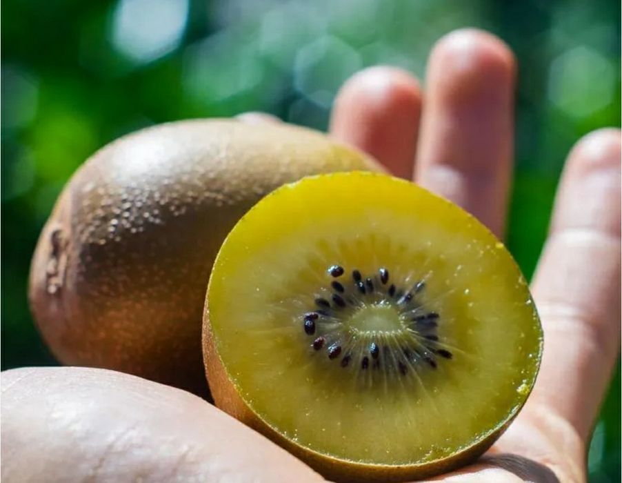 Kiwi ( Soiul Gold )