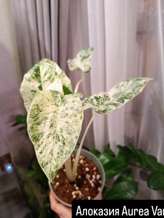 Продам  комнатные цветы