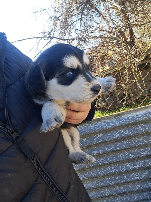 Подарявам кученцата