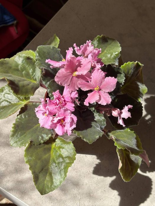 Домашние цветы  фиалки