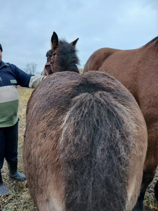 Vand manza de 3 luni junatate