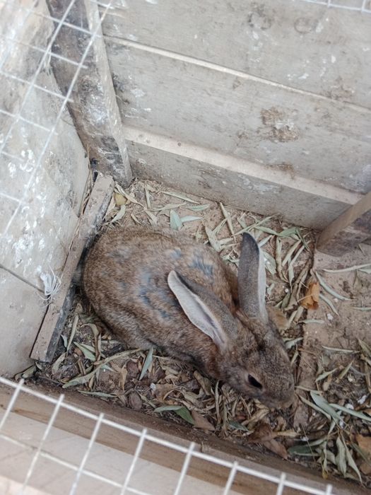 Осы үй қояны сатылады