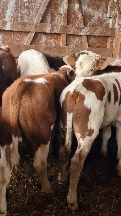 Aduc viței de rasă pe comandă dumneavoastră!!