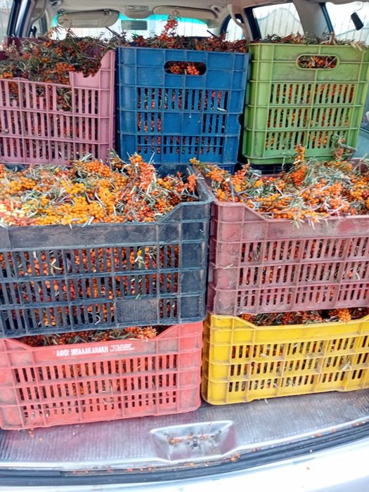 Catina flora spontana