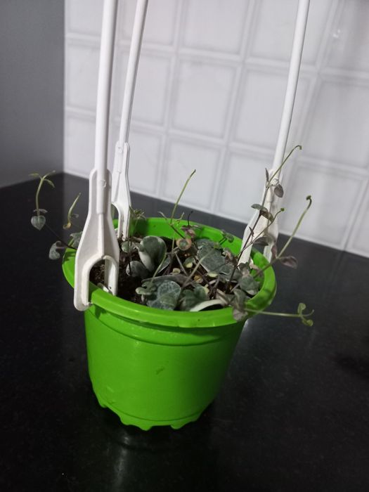 Продаётся церопегия вариегатная