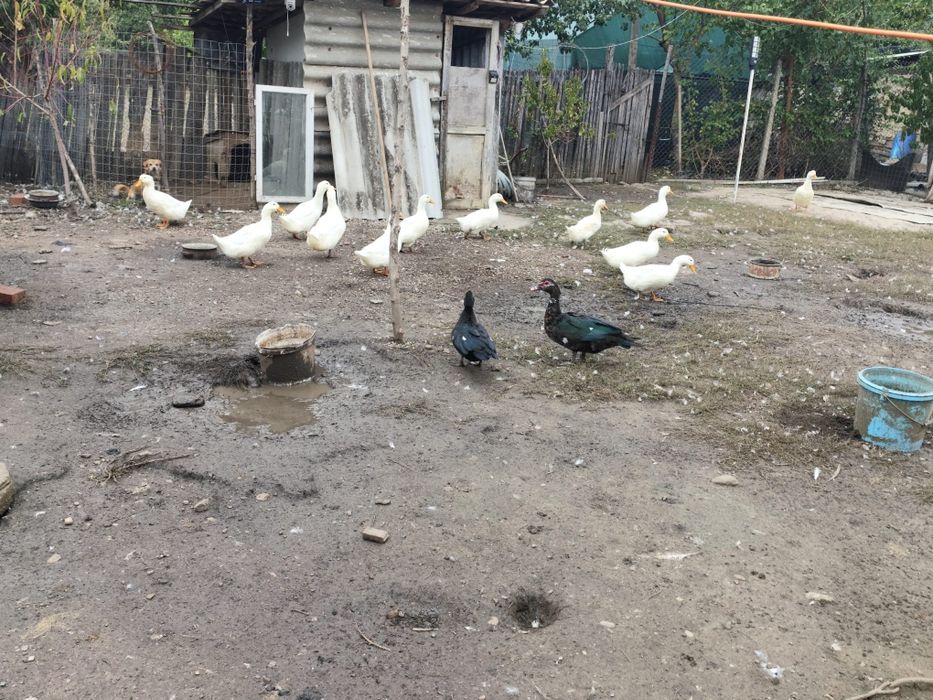 Rațe mute și rațe românești