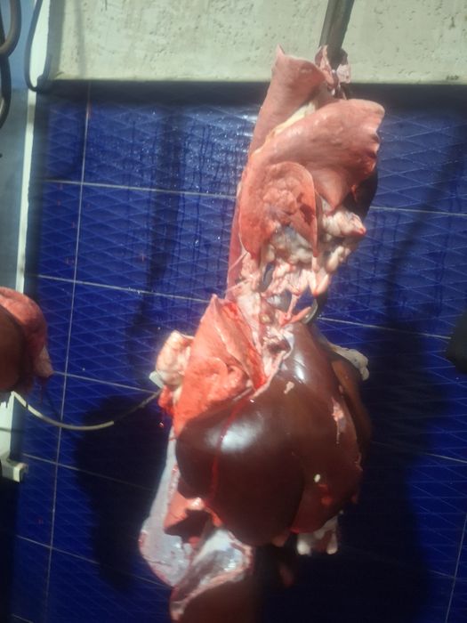 Өкпе бауыр сатамыз