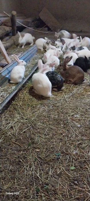 Тела гаплашамиз сони куп