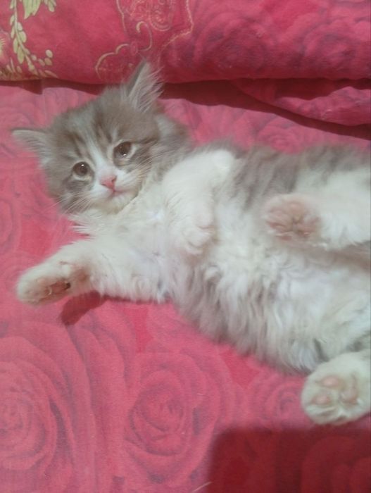 Продам породистых котят