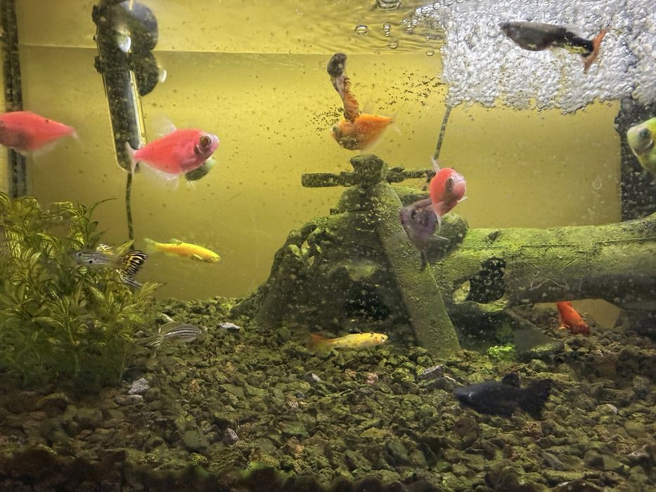 2xAcvarii startup 60